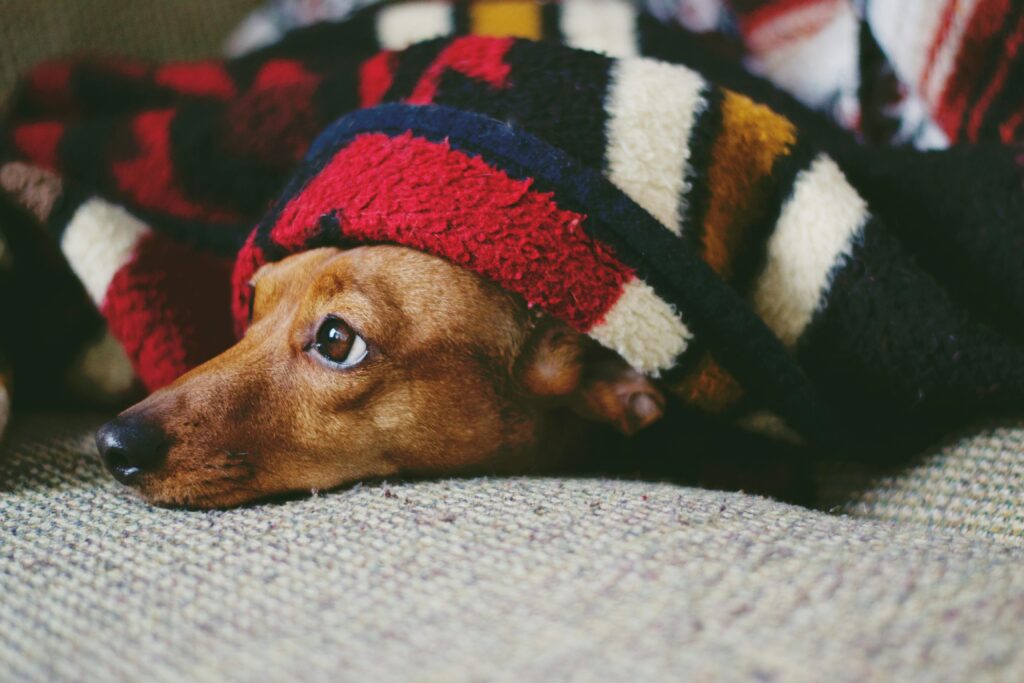 Adorable dog wrapped in a colorful blanket, capturing a cozy and cute moment indoors keeping warm in the Alabama winter heating emergency.
